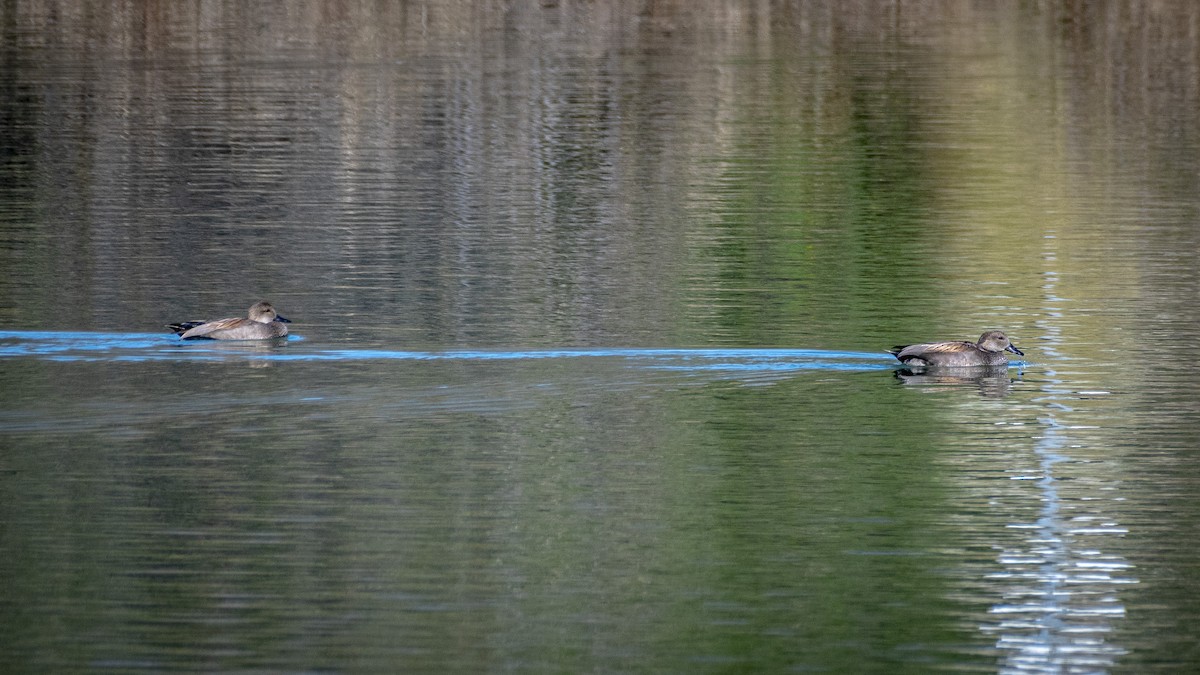 Gadwall - ML614215502