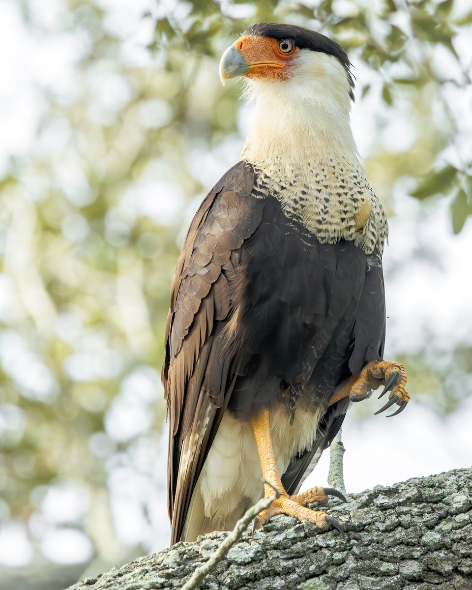 Crested Caracara (Northern) - ML614215514