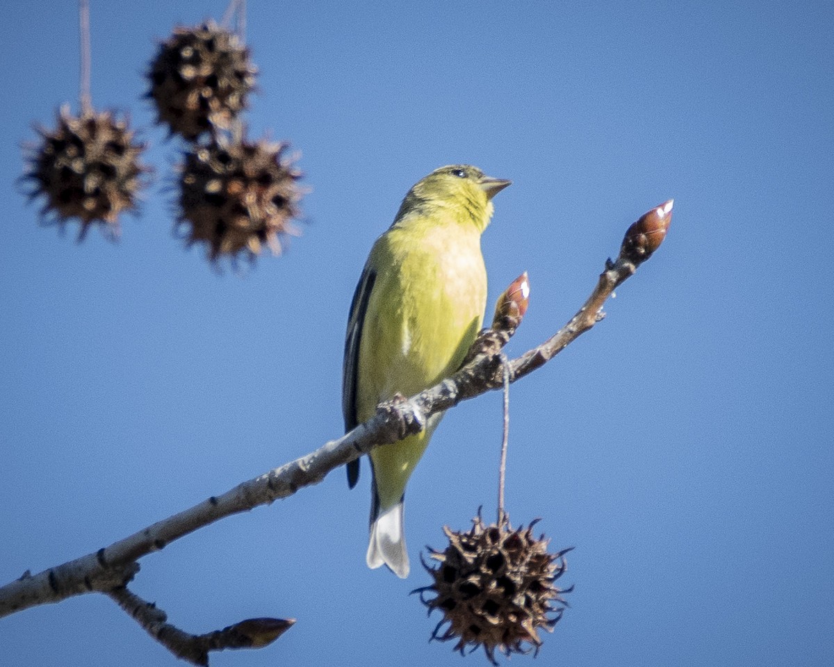 Lesser Goldfinch - ML614215589