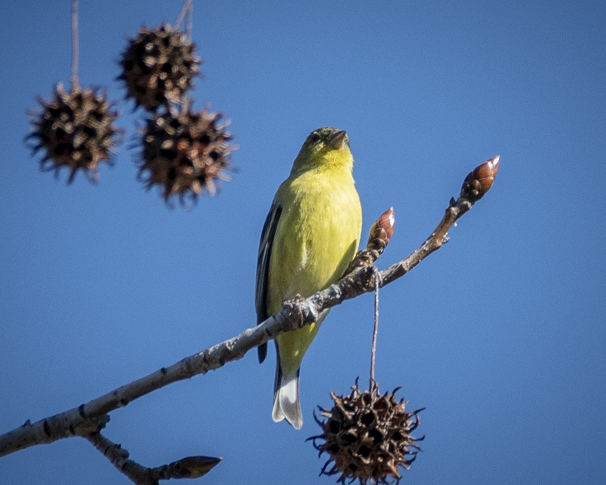 Lesser Goldfinch - ML614215590