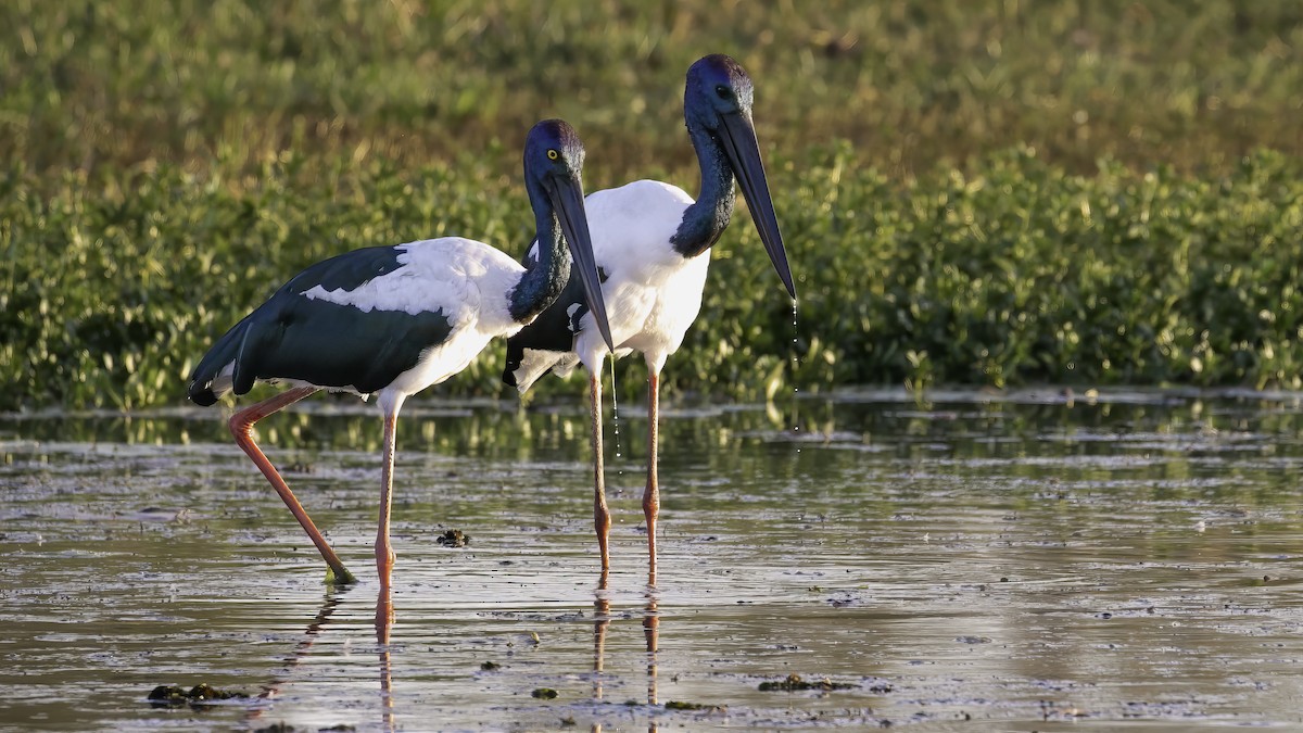 Black-necked Stork - Markus Craig