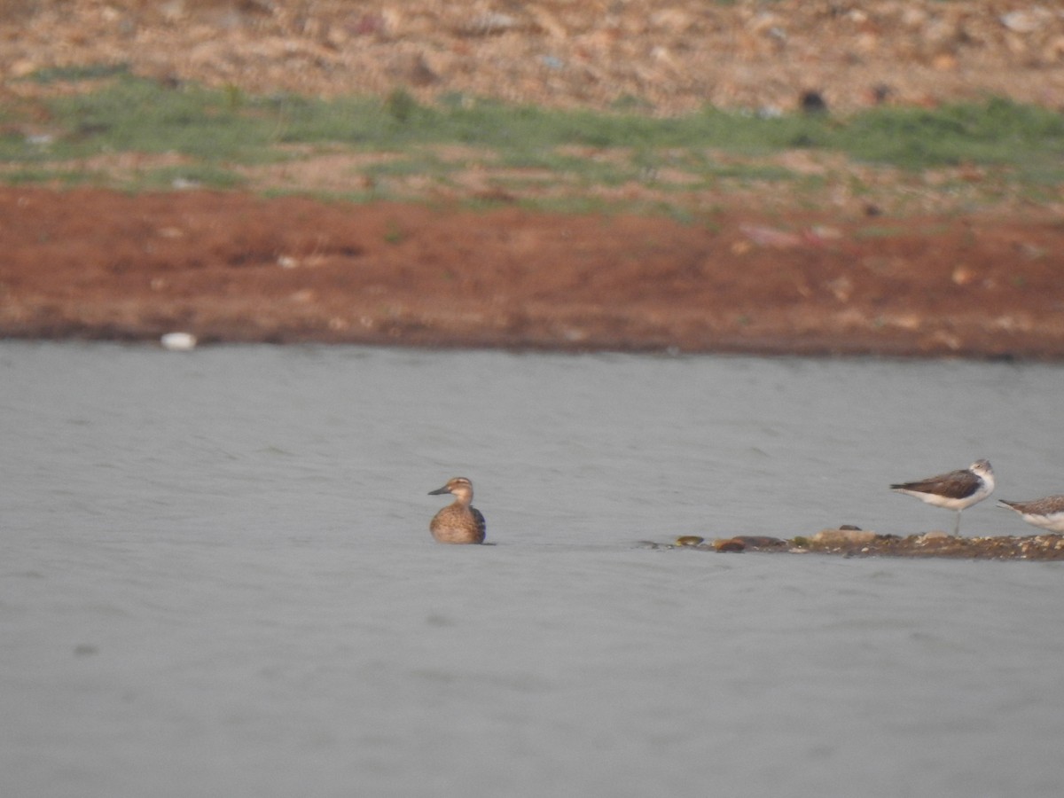 Green-winged Teal - ML614215610