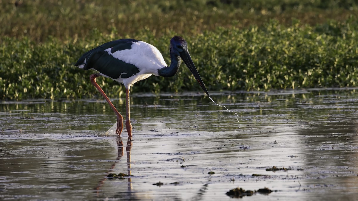 Black-necked Stork - ML614215624