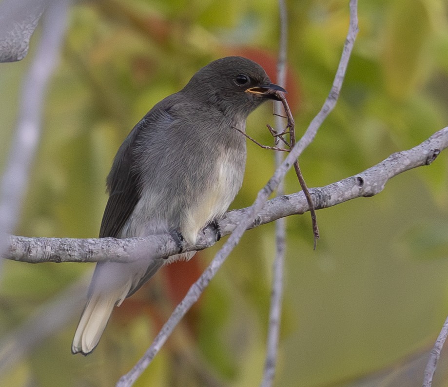 Wahlberg's Honeyguide - ML614215627