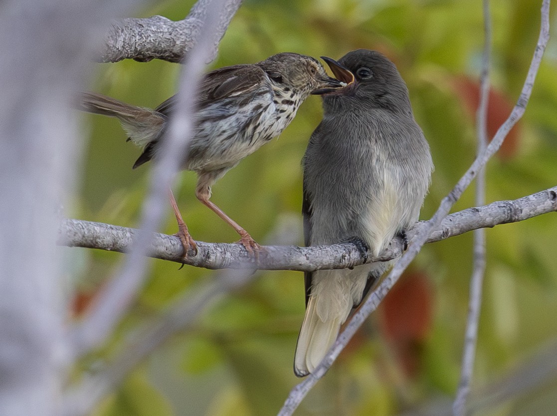 Wahlberg's Honeyguide - ML614215630