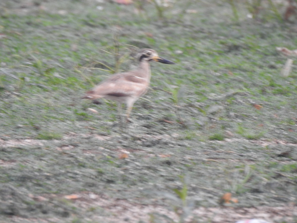 Great Thick-knee - ML614215632