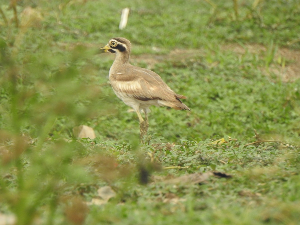 Great Thick-knee - ML614215635