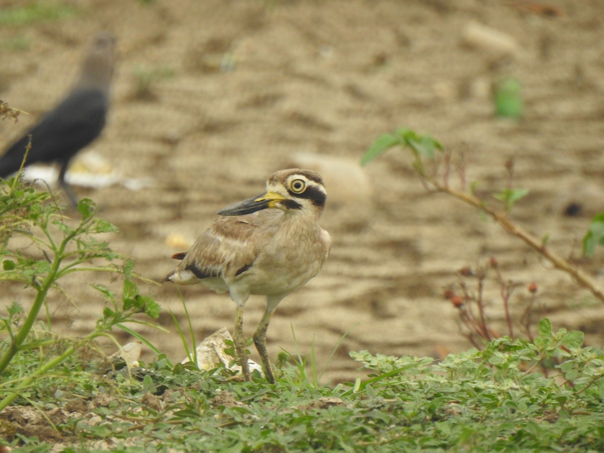 Great Thick-knee - ML614215636