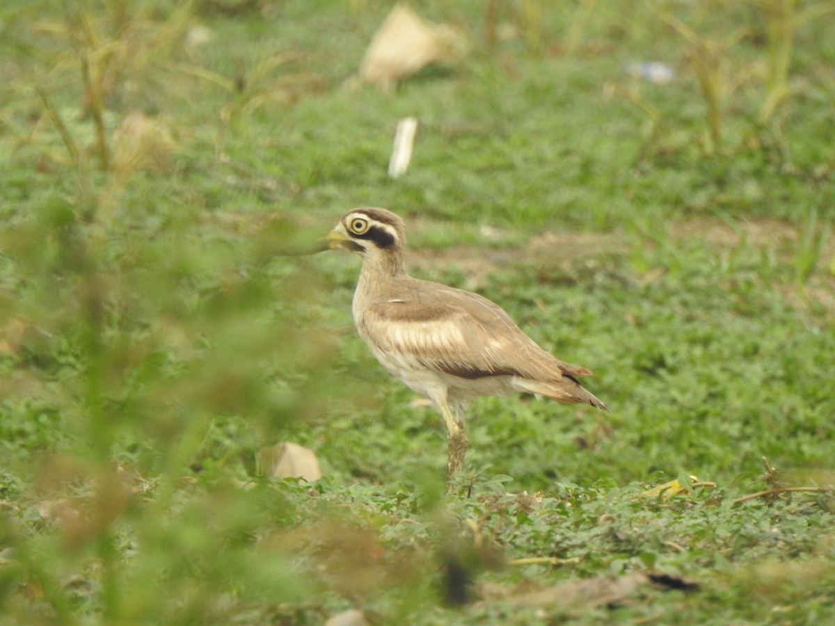 Great Thick-knee - ML614215637