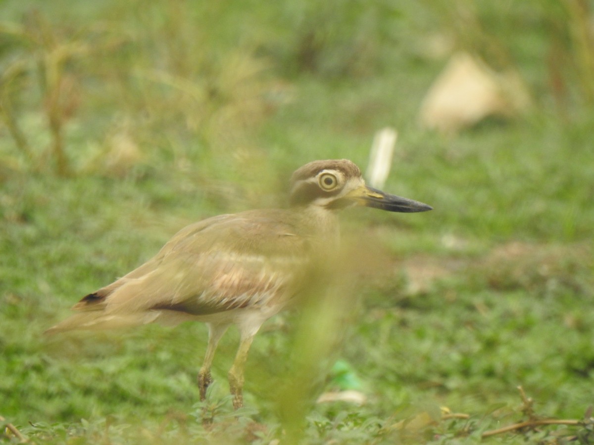 Great Thick-knee - ML614215639