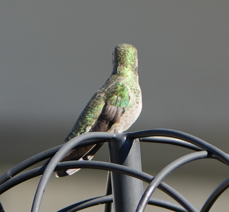 Broad-billed Hummingbird - ML614215656