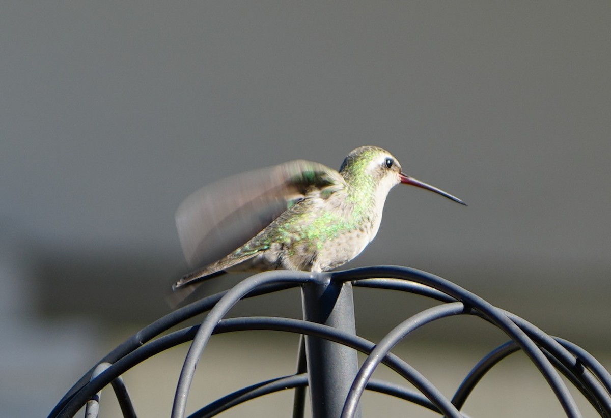 Broad-billed Hummingbird - ML614215659