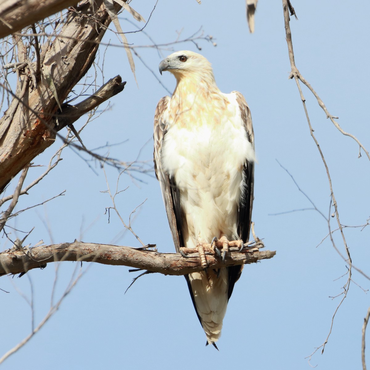 White-bellied Sea-Eagle - ML614215701