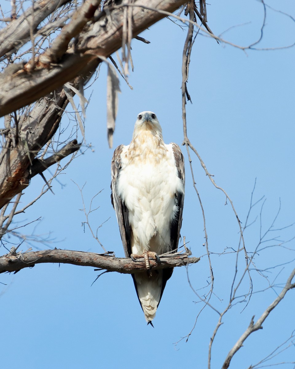 White-bellied Sea-Eagle - ML614215702