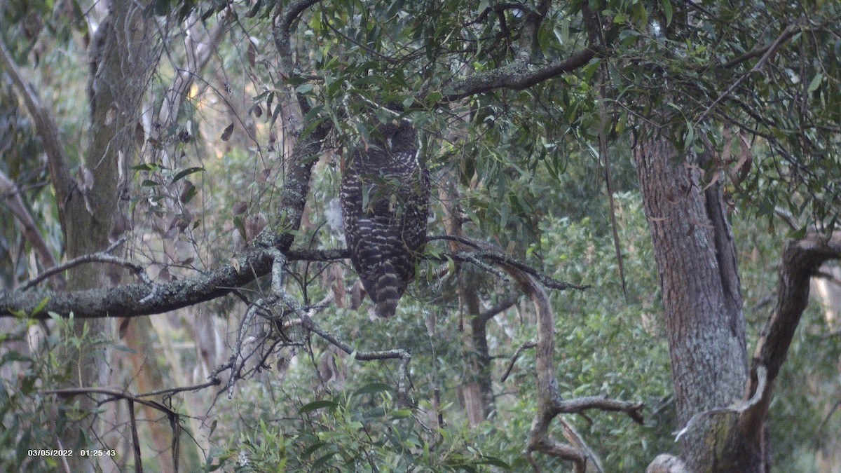 Powerful Owl - ML614215708