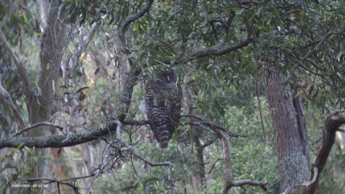 Powerful Owl - ML614215709