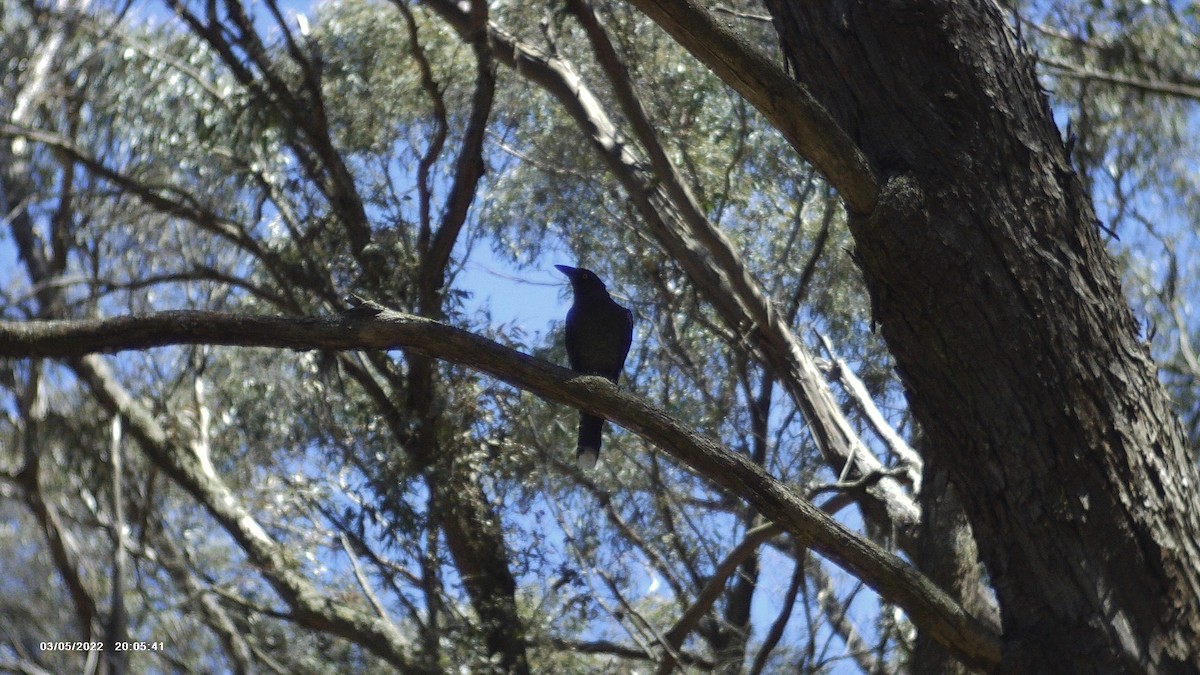 Pied Currawong - ML614215760