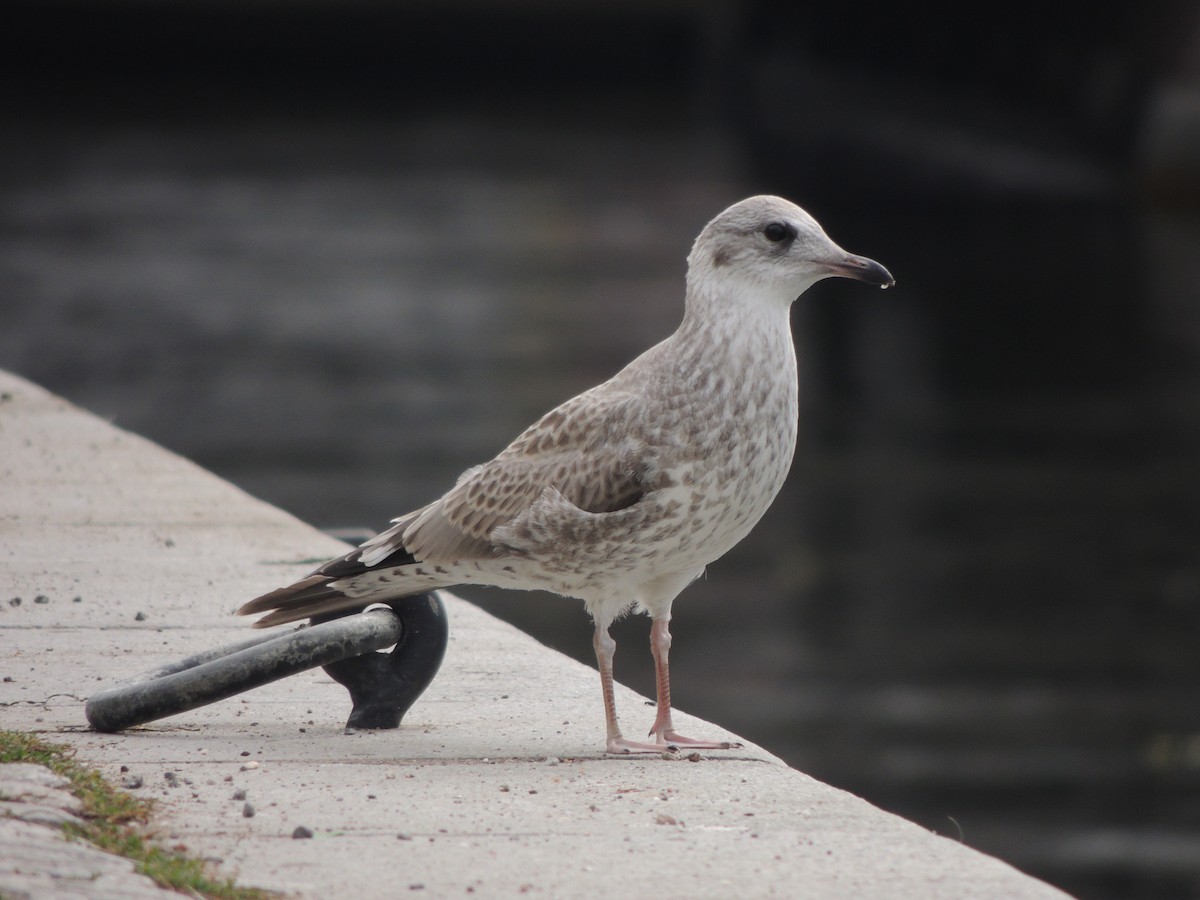 Common Gull (European) - ML614215762