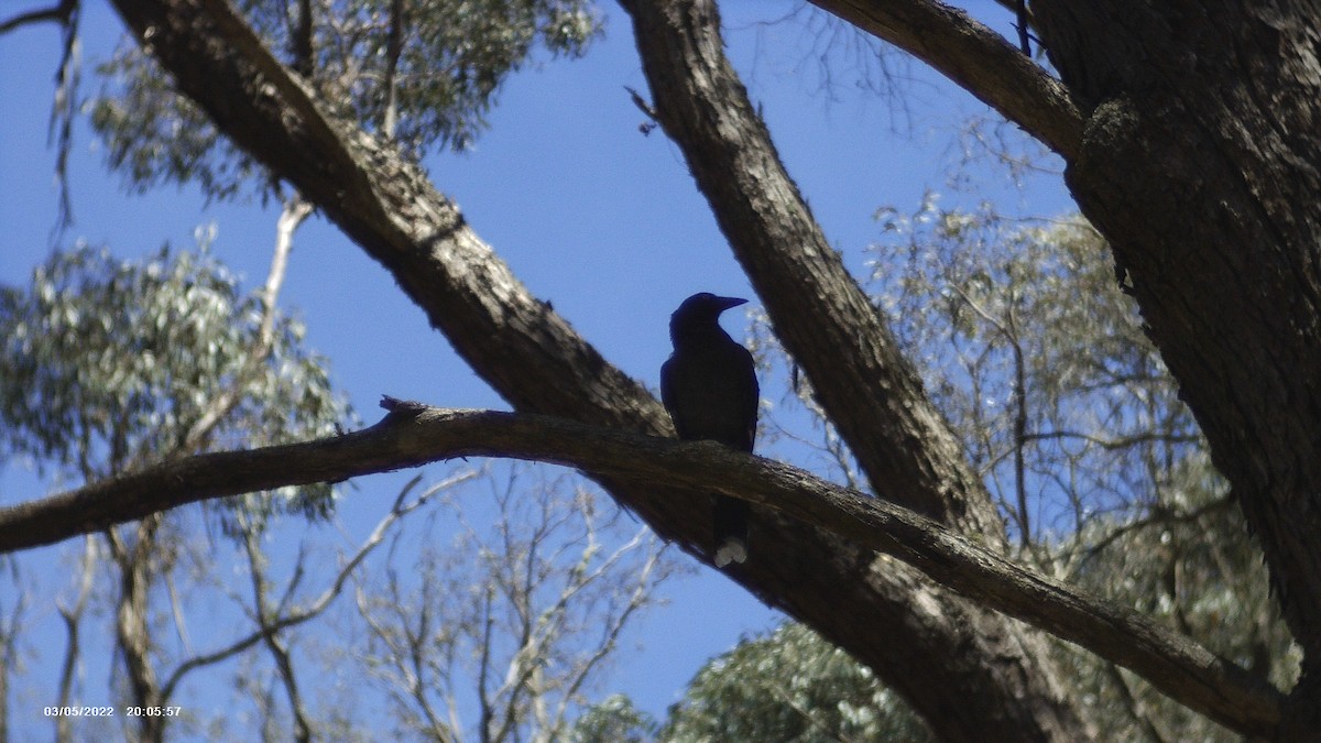 Pied Currawong - ML614215763