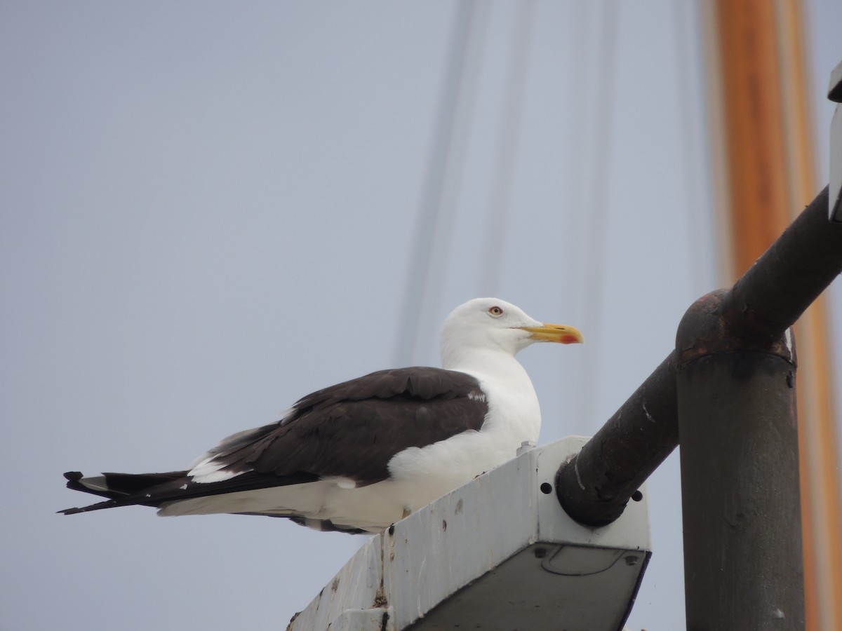 Lesser Black-backed Gull (fuscus) - ML614215764