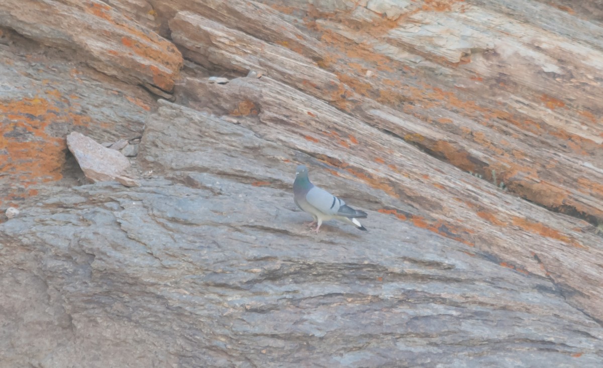 Pigeon des rochers - ML614215802