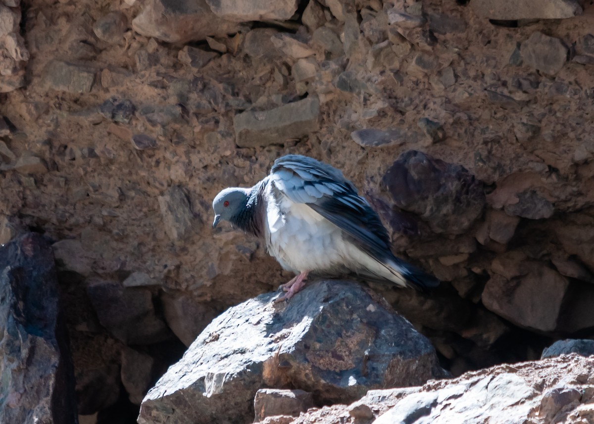 Pigeon des rochers - ML614215803