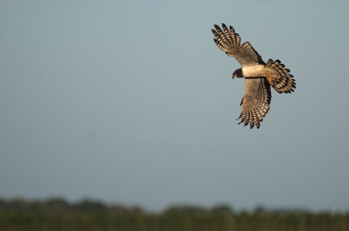 Long-winged Harrier - ML614215833