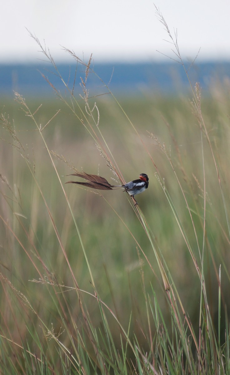 Strange-tailed Tyrant - ML614215857