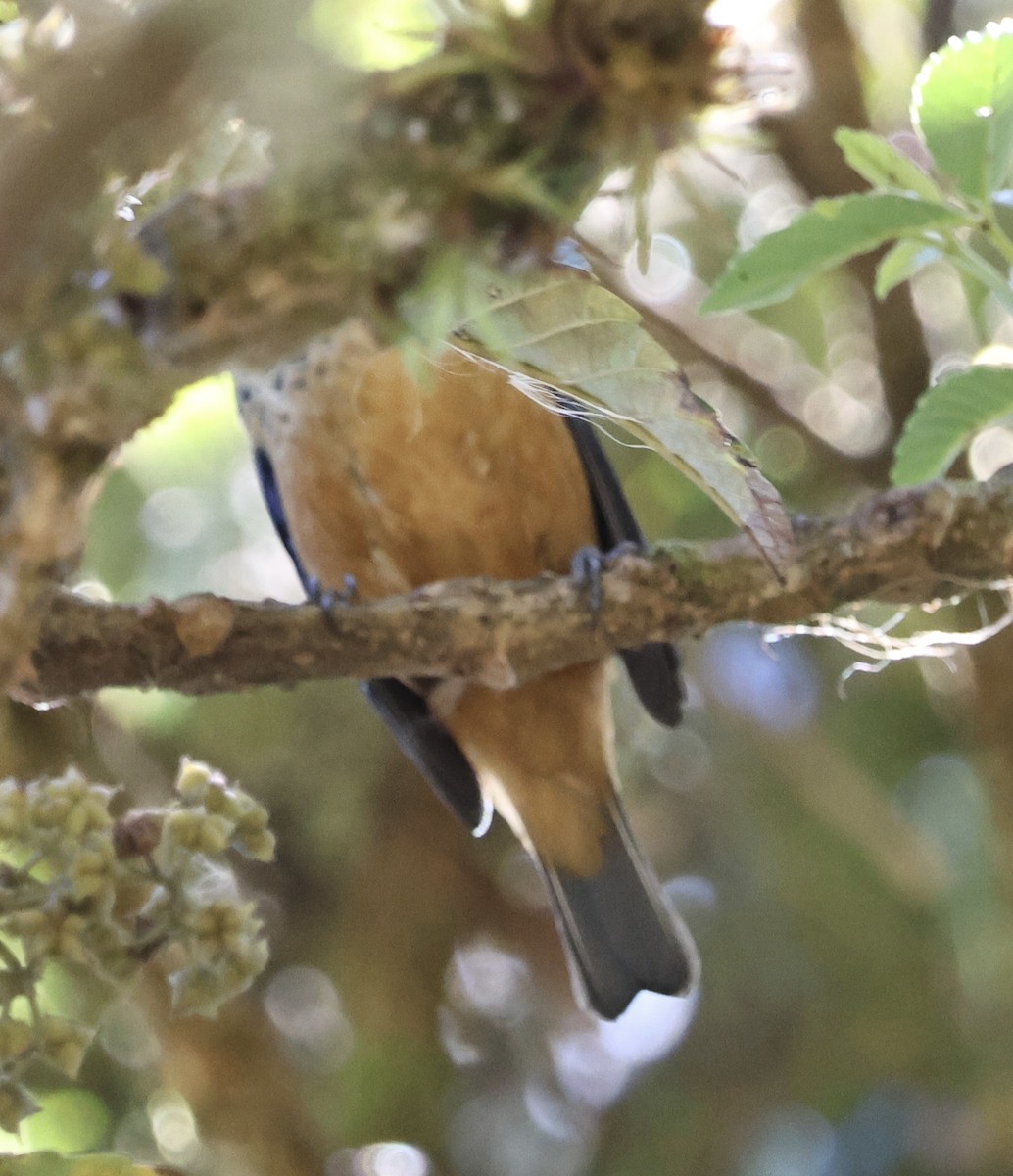 Spangle-cheeked Tanager - ML614215862