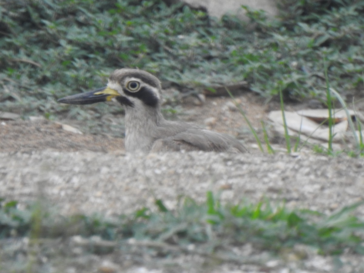 Great Thick-knee - ML614215869