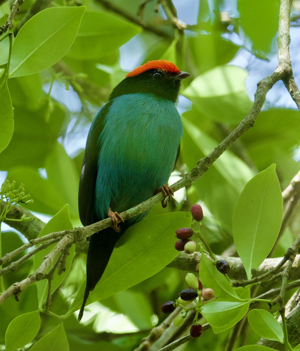 Swallow-tailed Manakin - ML614215998