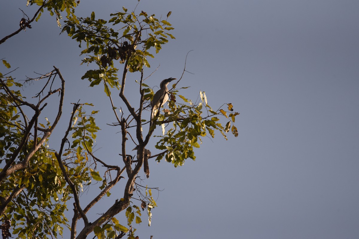 Indian Gray Hornbill - ML614216021