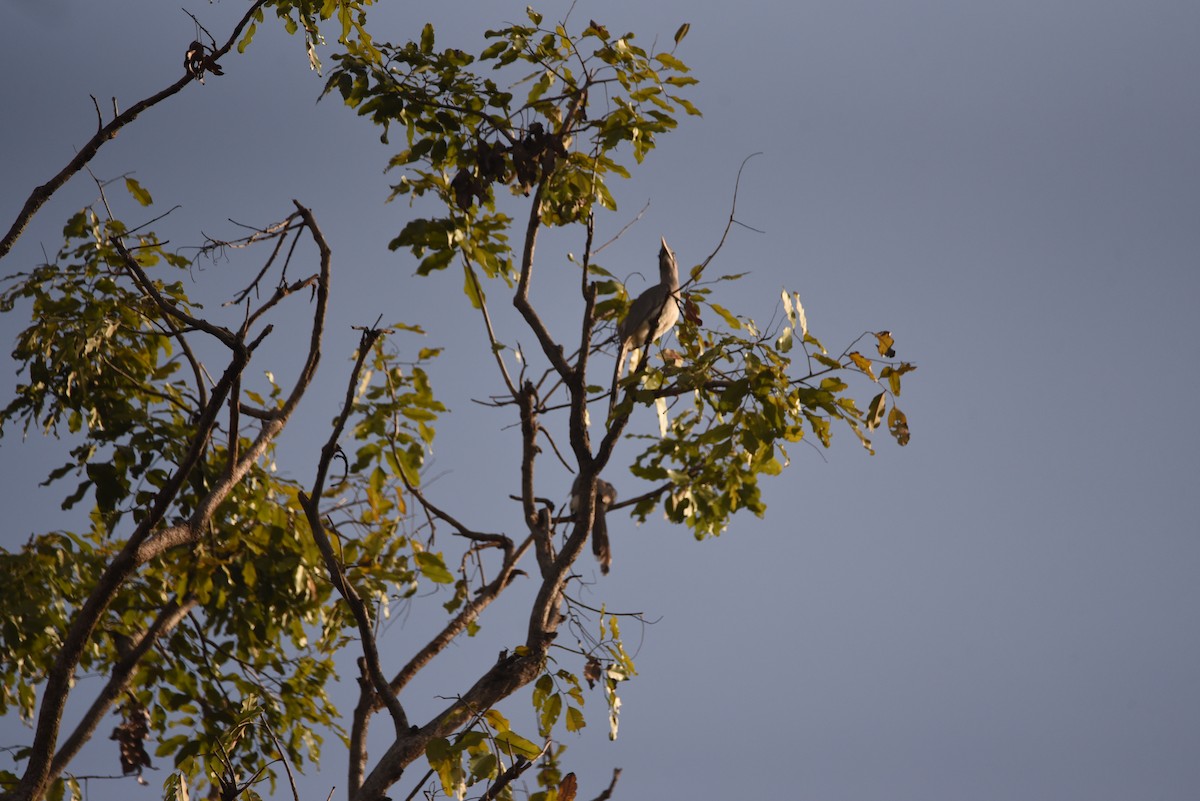Indian Gray Hornbill - ML614216022