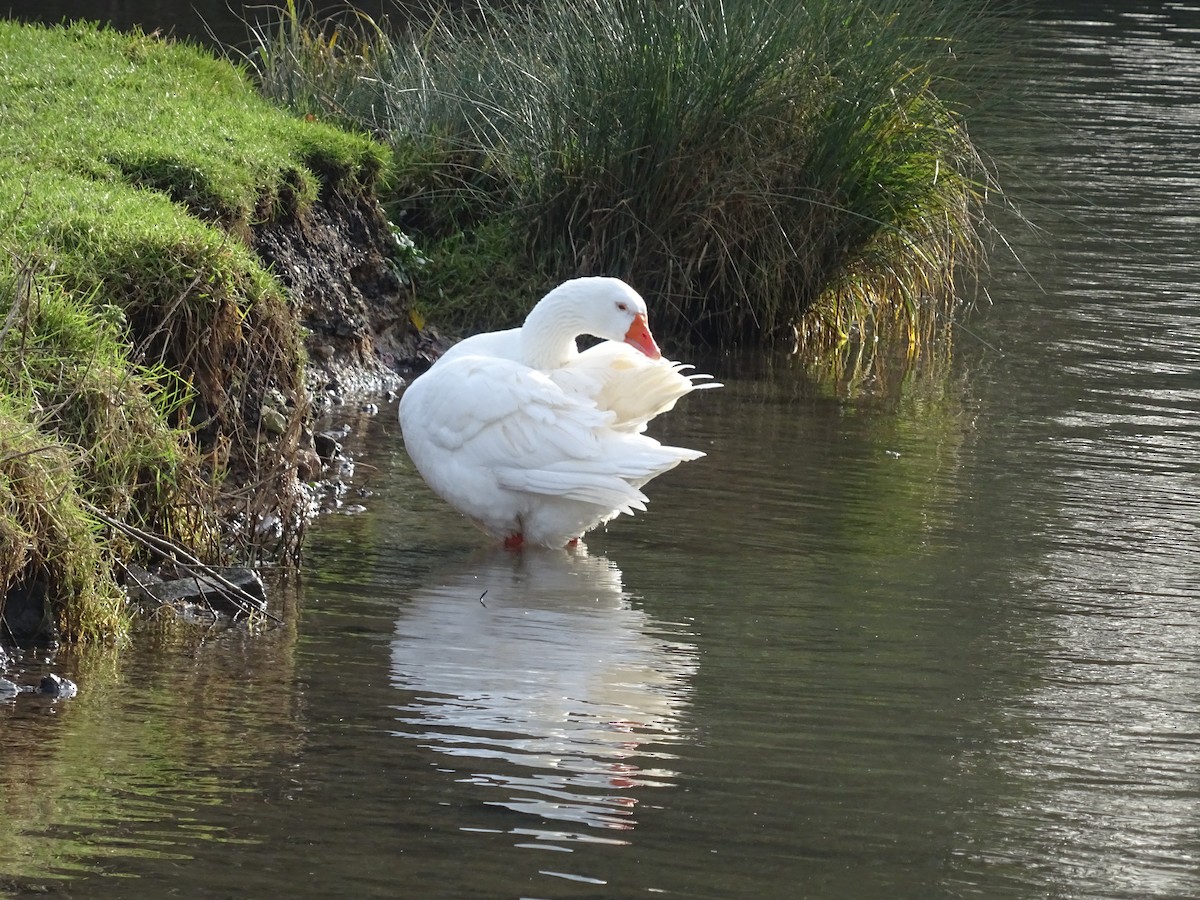 Graylag Goose (Domestic type) - ML614216029