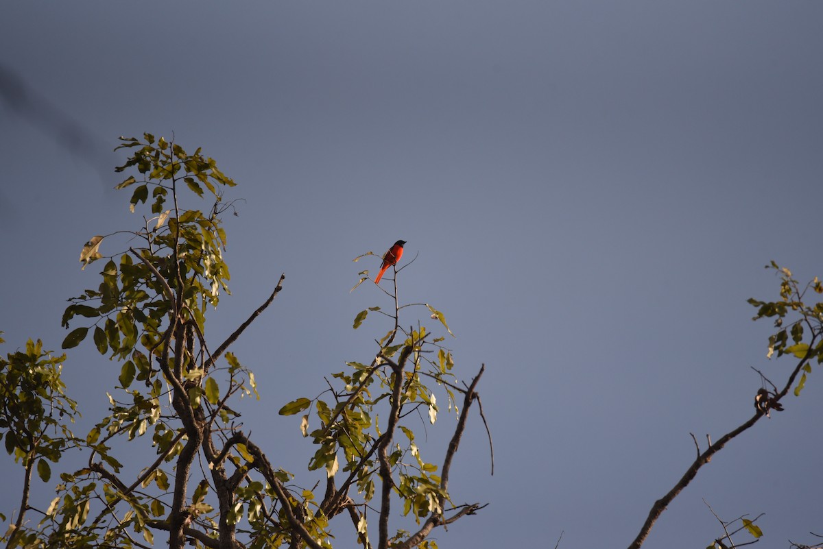 Scarlet Minivet - ML614216074