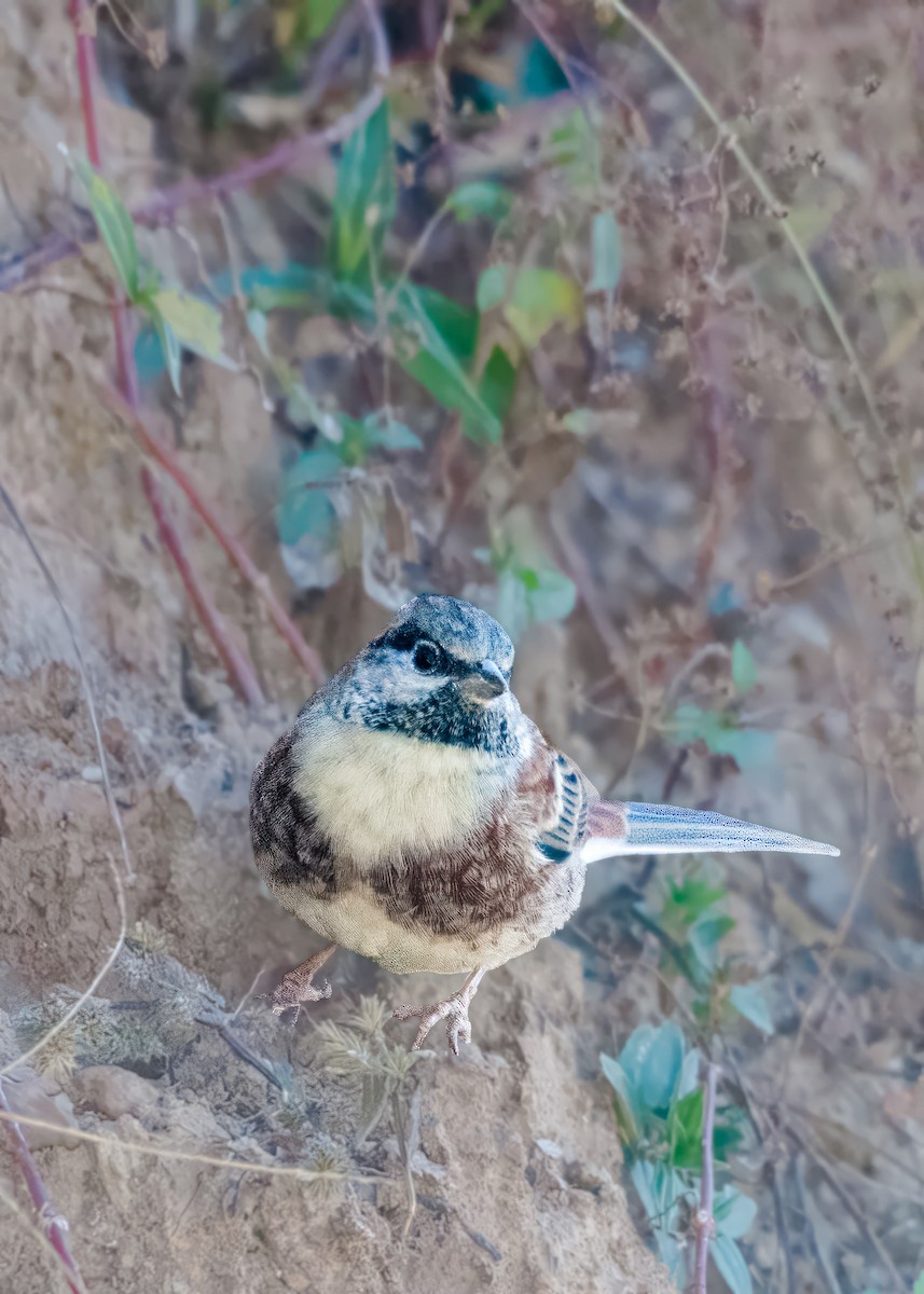 White-capped Bunting - manish ahuja