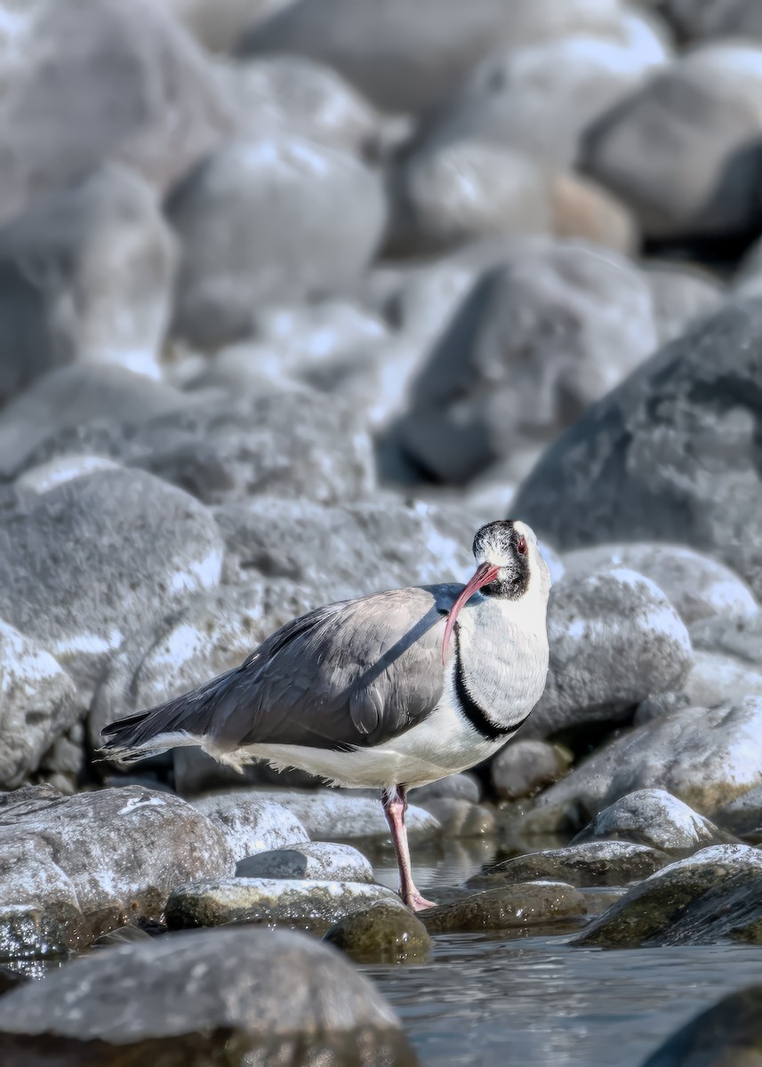 Ibisbill - manish ahuja