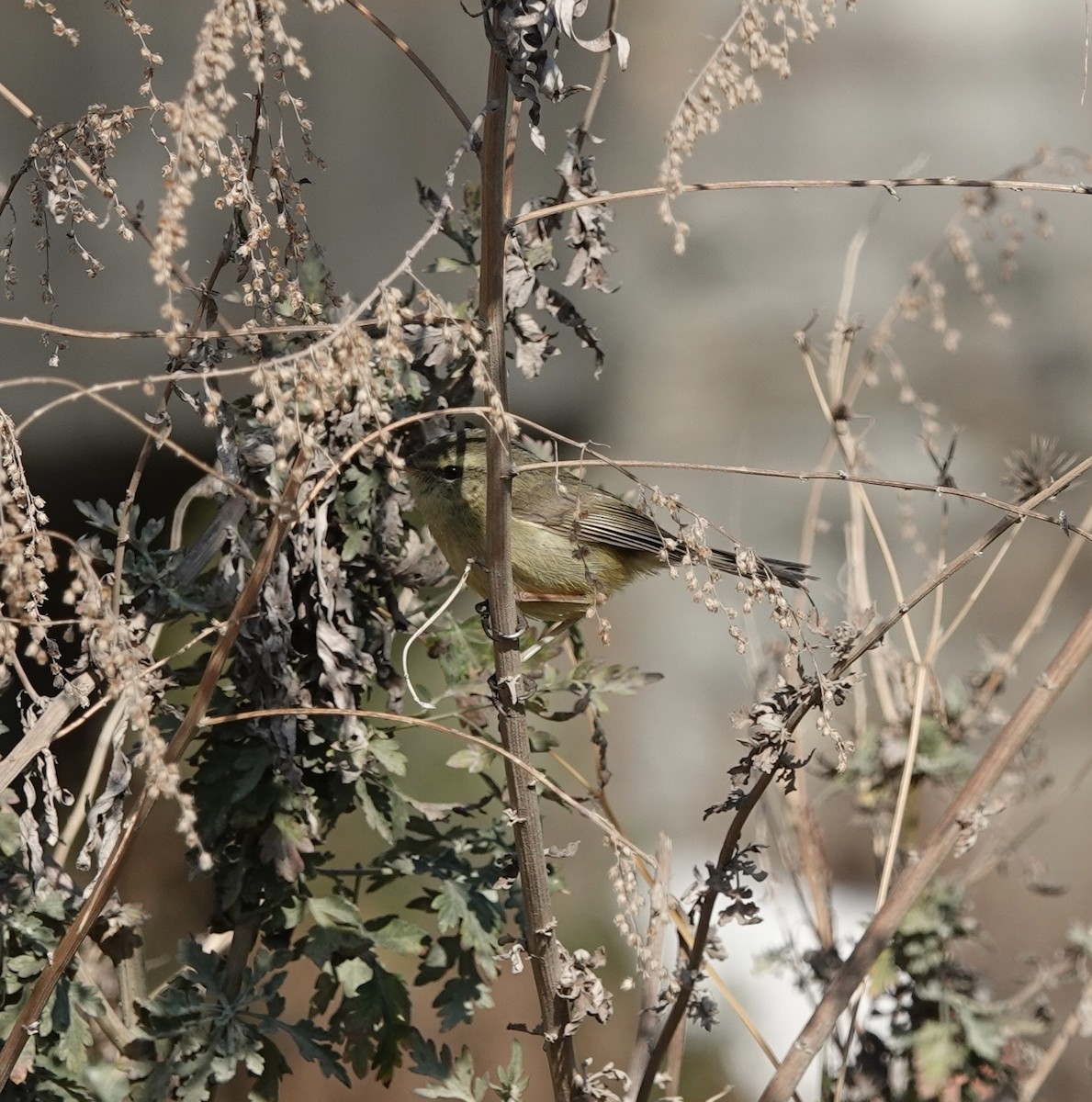 Common Chiffchaff - ML614216158