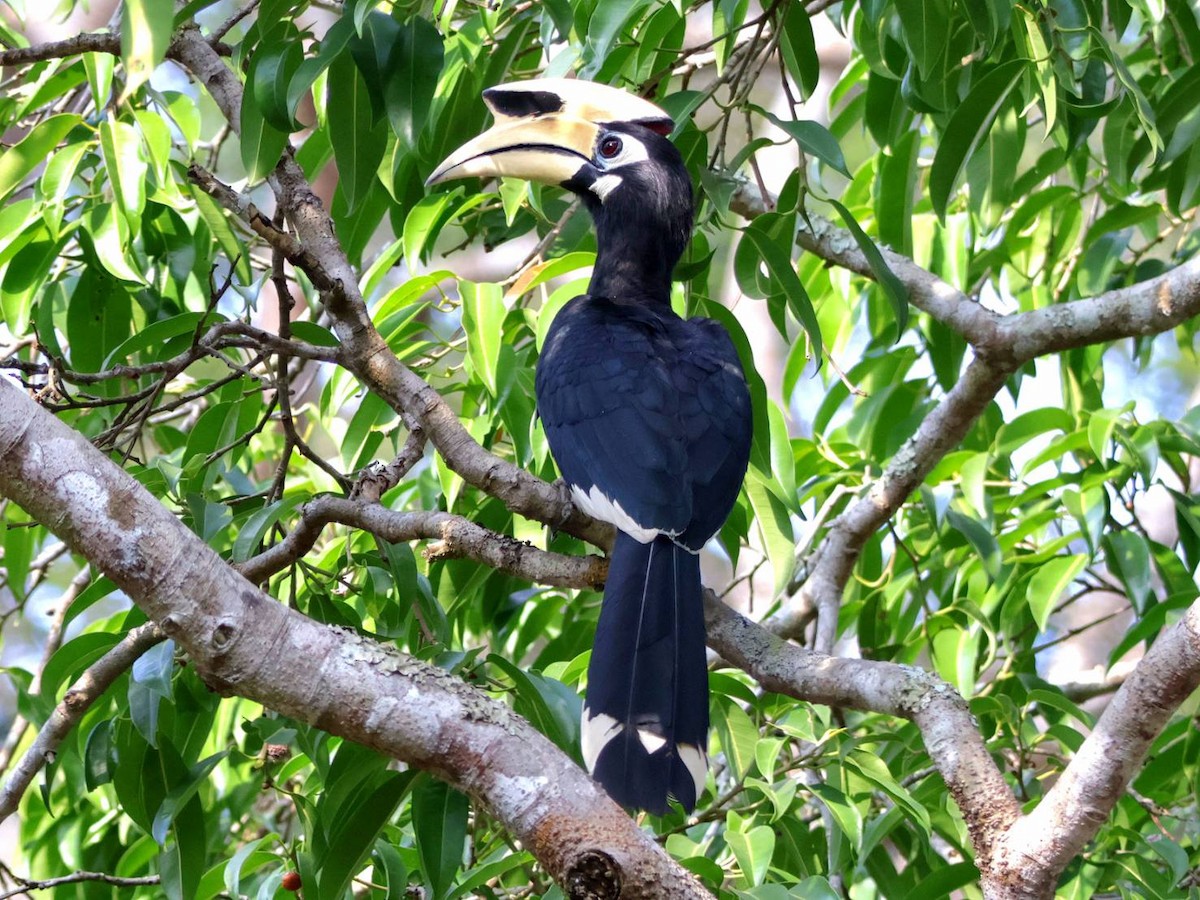 Oriental Pied-Hornbill - ML614216183