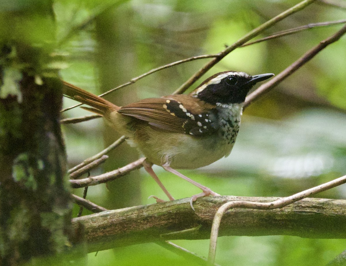 White-bibbed Antbird - ML614216308