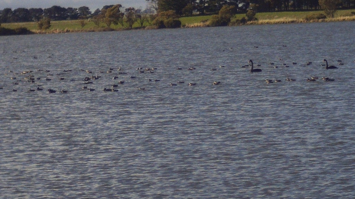 Pink-eared Duck - ML614216333