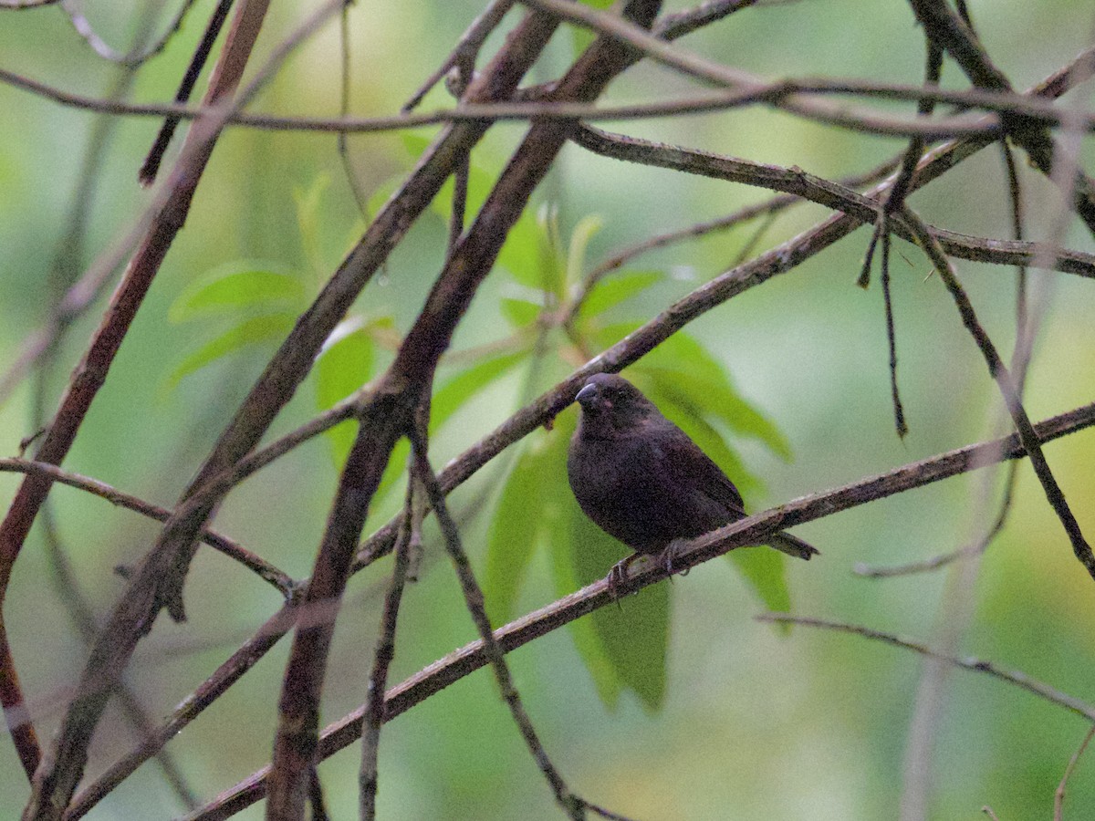 Sooty Grassquit - Yve Morrell