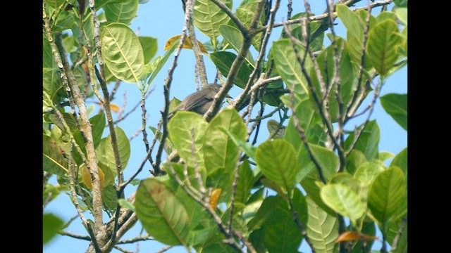 Zostérops des Seychelles - ML614216461