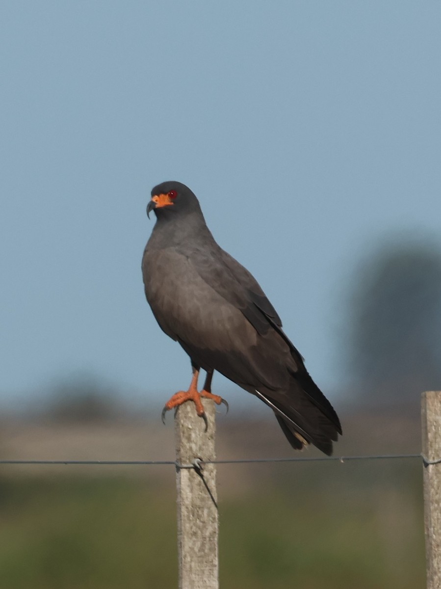 Snail Kite - ML614216463