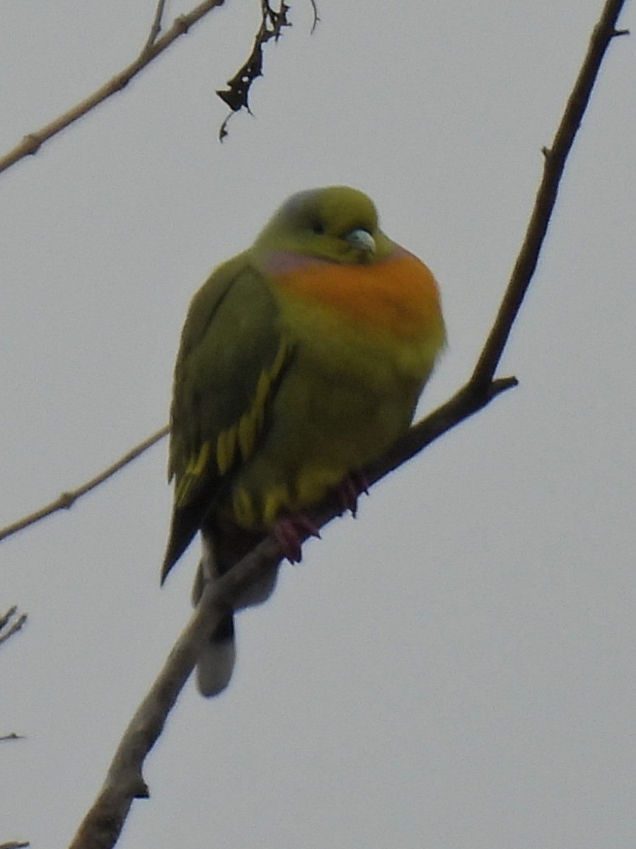 橙胸綠鳩 - ML614216464