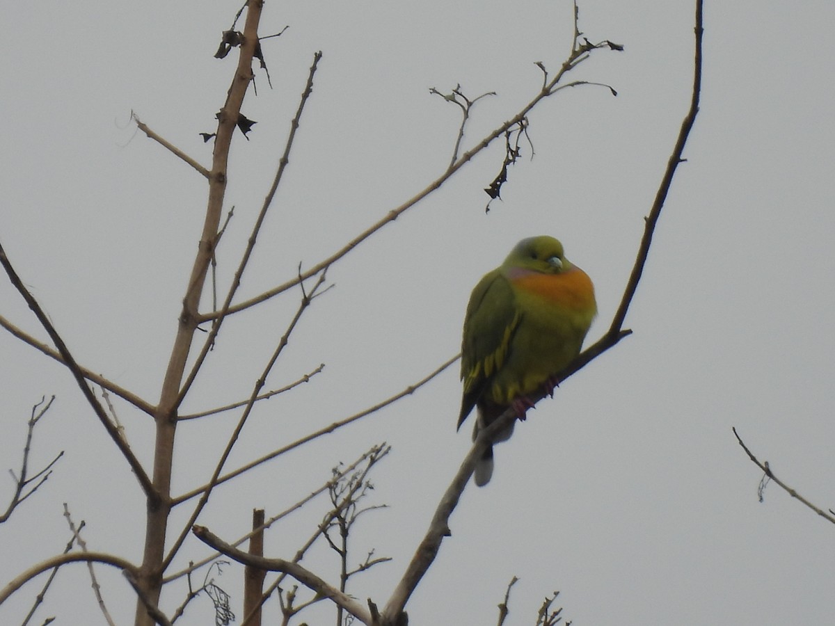 橙胸綠鳩 - ML614216545