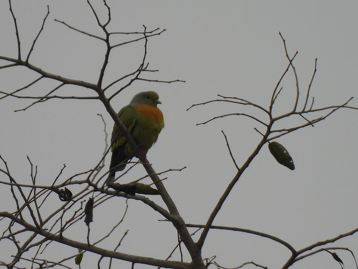 橙胸綠鳩 - ML614216546