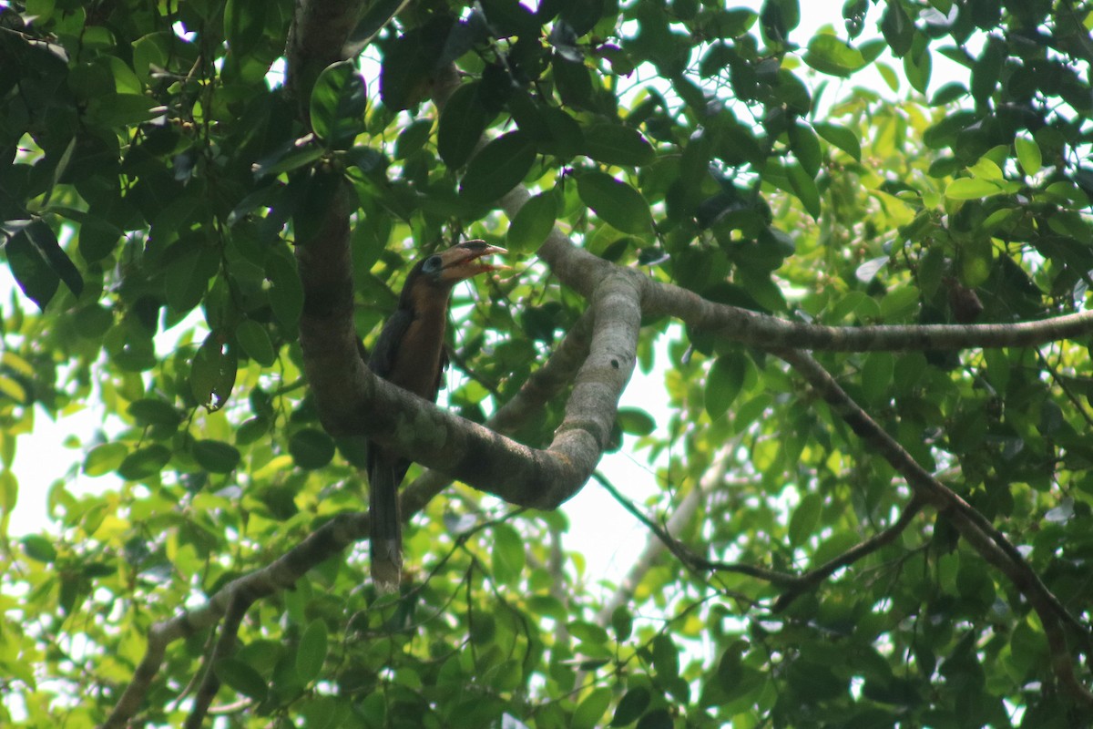 Rusty-cheeked Hornbill - Supot Surapaetang