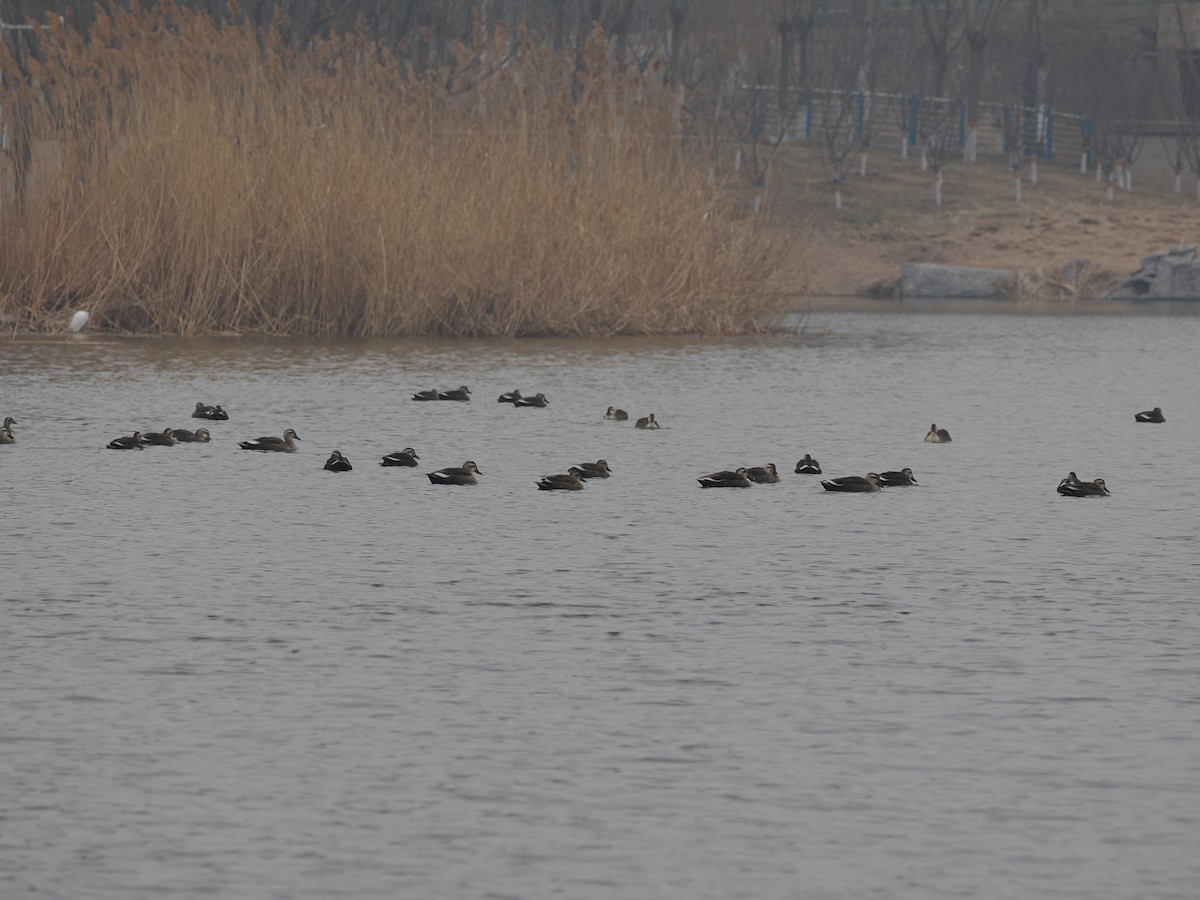 Eastern Spot-billed Duck - ML614216573