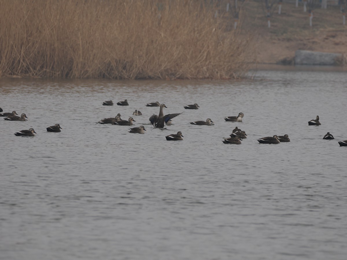 Eastern Spot-billed Duck - ML614216575